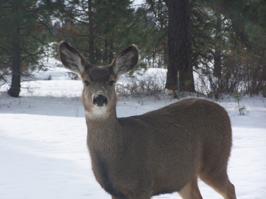 deer 12 6 2010